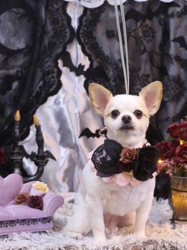 20231004モナちゃん